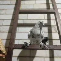 کبوتر|پرنده|اصفهان, باتون|دیوار