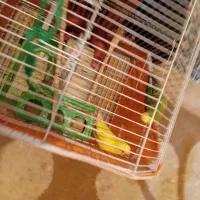 مرغ عشق معاوضه بامرغ