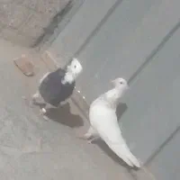 طوقی هفترنگ