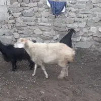 ۲راس کوسفند جوان یکی زاییده یکی آبستن با۳راس بز|حیوانات مزرعه|اهر, |دیوار