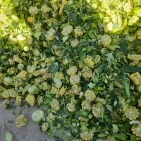 ذرت سیلو ذرت علوفه ای خوراک دام کاه گندم