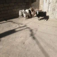 بزغاله نر ۲۷۵ بزغاله ماده ۲۴۵|حیوانات مزرعه|بیرجند, |دیوار