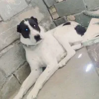 سگ نر|سگ|تربت جام, کشتارگاه|دیوار