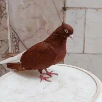 کبوتر دم سفید