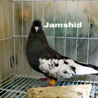 کفتر سینه تافته ای.... سینه سیاه|پرنده|شیراز, سینما سعدی|دیوار
