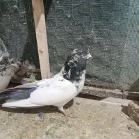 کله دم سبز|پرنده|کبودرآهنگ, |دیوار