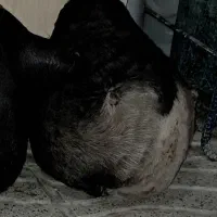 هیزه (پوست بز)