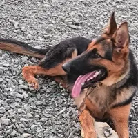 ژرمن اصل ماده|سگ|رودان, |دیوار