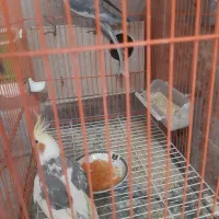 عروس هلندی جفت و نرو ماده|پرنده|سیرجان, |دیوار