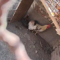 مرغ و خروس