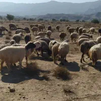 150 راس میش ترکی بره دار و آبستن|حیوانات مزرعه|جره و بالاده, |دیوار