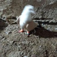 سبز|پرنده|نیشابور, شهرک رضوی|دیوار