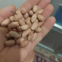 ّبذر بادام