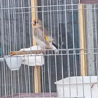 سقا یا سهره یا قناری|پرنده|کرمان, |دیوار