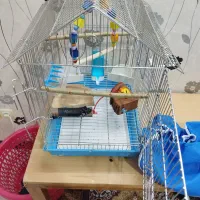 راهب ابی|پرنده|فولادشهر, فولادشهر|دیوار