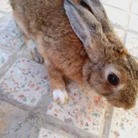 خرگوش|موش و خرگوش|بندرعباس, |دیوار