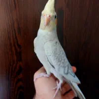 عروس هلندی گل باقالی نر