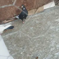 کفتر جفتی جوجه زرد گلی پلنگ|پرنده|رفسنجان, |دیوار