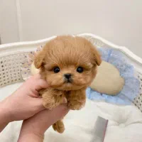 پودل مالتیز مالتیپو اپارتمانی مینیاتوری|سگ|تهران, حر|دیوار