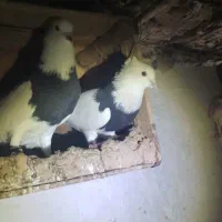 طوقی|پرنده|امیدیه, |دیوار