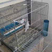 جفت فنچ نرگسی البینو چشم قرمز