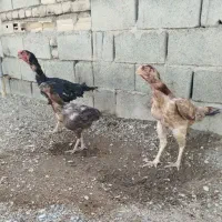 لاری