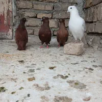 کبوتر یه رنگ