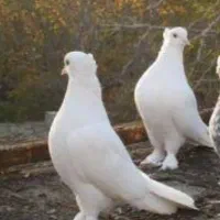 کبوتر نر و ماده سفید کاکل پاپر  مخرم