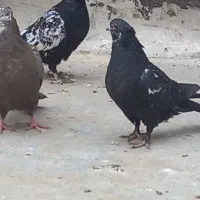 کبوتر کفتر رنگی|پرنده|قم, سراجه (۱۵ خرداد)|دیوار