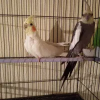 عروس هلند مولد