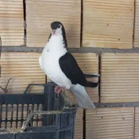 فروشی نر و ماده|پرنده|گتوند, |دیوار