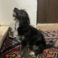 توله سگ|سگ|کرمان, |دیوار