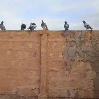 9تانرقیمت جفت 60000