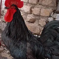 خروس مشکی محلی جوان