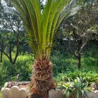 سیکاس