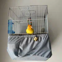 طوطی برزیلی اوپال ماده چشم شرابی با قفس