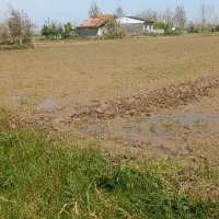 ۶۳۰۰ متر زمین کشاورزی برنج / لاهیجان|فروش زمین و ملک کلنگی|رودبنه, |دیوار