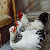 تخم مرغ نطفه دار برهما(اصل)