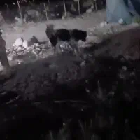 واگزاری سگ قدر جونی یا قهدرجانی