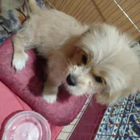 واگذاری سگ پودل کراس|سگ|باقرشهر, |دیوار