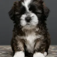 واگذاری سگ نژاد شیتزو