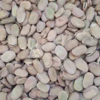 فقط عمده|عمده‌فروشی|بهبهان, |دیوار