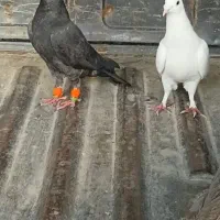 کبوتر ساده و پرشی