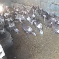 بوقلمون نر وماده