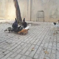 فروش تخم مرغ و مرغ و جوجه گلین|حیوانات مزرعه|الیگودرز, |دیوار