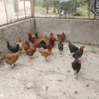 مرغ محلی تخمگذار و خروس محلی