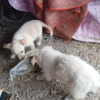 دو تا توله سگ پا کوتاه