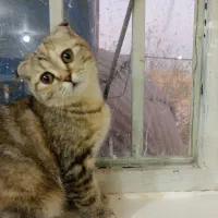گربه اسکاتیش دبل فولد
