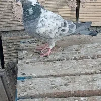 کفتر پرشی|پرنده|اصفهان, کوی امیریه|دیوار