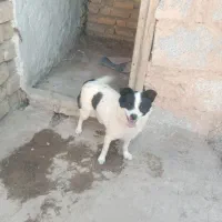 سگ پاکوتاه